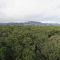 Holm oak forest landscape from the flux tower top, Puéchabon, FR