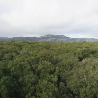 Holm oak forest landscape from the flux tower top, Puéchabon, FR