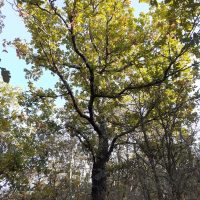 Deciduous oak (Quercus pubescens),  Pic Saint Loup forest (plot 15), FR