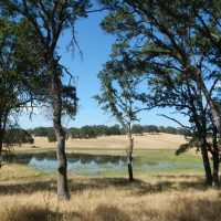 Pond and blue oaks, Tonzi Ranch, CA, USA