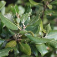 Old leaves of holm oak (Quercus Ilex), Pic Saint Loup forest, FR