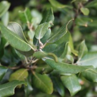 Old leaves of holm oak (Quercus Ilex), Pic Saint Loup forest, FR