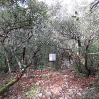 ICOS inventoried and instrumented CP1 plot, Puéchabon forest, FR