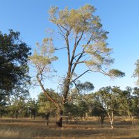Grey pine (Pinus sabiniana), Tonzi Ranch, CA, USA
