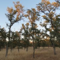 Group of blue oaks, Tonzi Ranch, CA, USA