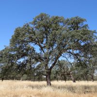 Large blue oak (Quercus douglasii), Tonzi Ranch, CA, USA