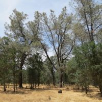 Grey pines and blue oaks, Tonzi Ranch, CA, USA