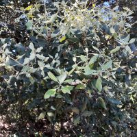 Mix of old and new leaves for the holm oak (Quercus ilex), Pic Saint Loup forest (plot 10), FR
