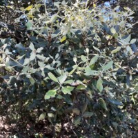 Mix of old and new leaves for the holm oak (Quercus ilex), Pic Saint Loup forest (plot 10), FR