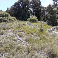 Calcareous and grassy on-ground type, Pic Saint Loup forest (plot 10), FR
