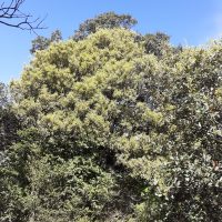Flashy green leaf sprouting for a whole holm oak tree (Quercus ilex)), Pic Saint Loup forest (plot 10), FR