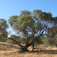 Large interior live oak (Quercus wislizeni), San Joaquin Experimental Range, CA, USA